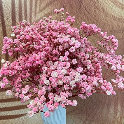 Gypsophila flower,گل ژیپسوفیلا,گل عروس