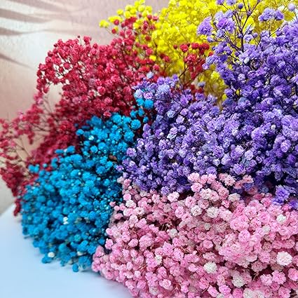 Gypsophila flower,گل ژیپسوفیلا,گل عروس