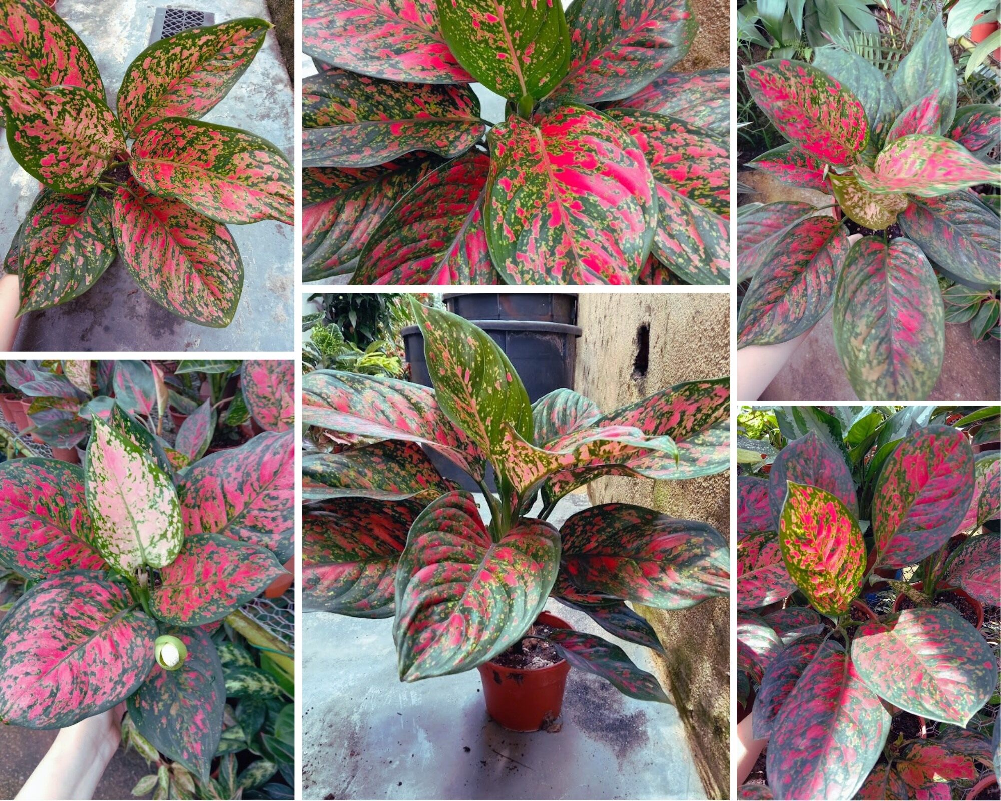 آگلونما ویدوری (Aglaonema widuri, Red Peacock)