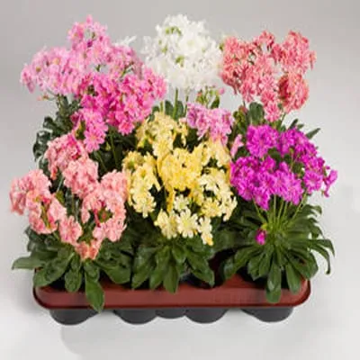 گیاه لوئیزیا / گل لویزیا/ گل لویسیا (Siskiyou Lewisia)نام علمی: (Lewisia cotyledon)