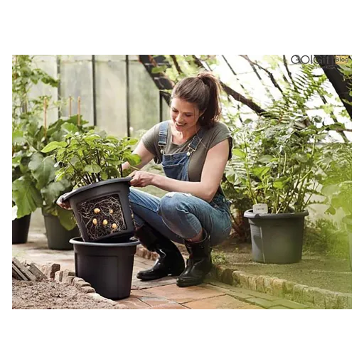 فوائد مو در خاک(راز بهبود خاک)Benefits of hair in soil (the secret to improving soil)
مجموعه تولیدی سیدوس ,تولید کننده گلدان پلاستیکی سیدوس ,بیش از 120نوع, اعم از گلدان استوانه ای پلاستیکی سیدوس,گلدان الماسی پلاستیکی سیدوس,گلدان مربعی پلاستیکی,گلدان مثلثی پلاستیکی,گلدان گرد پلاستیکی ,باکس مستطیلی,در اندازه های کاکتوسی تا درختچه ای