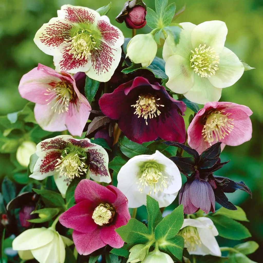 خربق زرد زمستانی (نام علمی: Eranthis hyemalis) نام یک گونه از تیره آلالگان است.