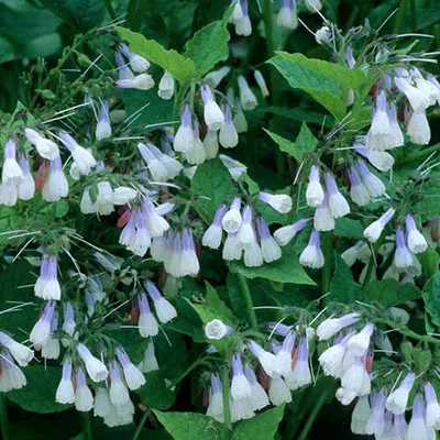 Symphytum Hidcote Pink هماور مجموعه تولیدی سیدوس تولید کننده گلدان پلاستیکی سیدوسَ