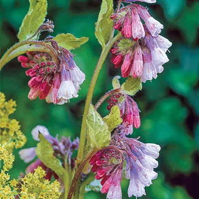 Symphytum Hidcote Pink هماور مجموعه تولیدی سیدوس تولید کننده گلدان پلاستیکی سیدوسَ هماور یک گیاه دارویی بادوام و که بومی اروپا و مناطق گرم آسیا است. ترکیبات گیاه فراورده‌های حاص از هماور از برگها یا سایر قسمتهای بالای گیاه (نه ریشه آن) تهیه می‌شوند. البته از ریشه آن نیز می‌توان فراورده تهیه کرد، لیکن فراورده‌های حاصل از آن به احتمال زیاد سبب مسمومیت می‌شوند.