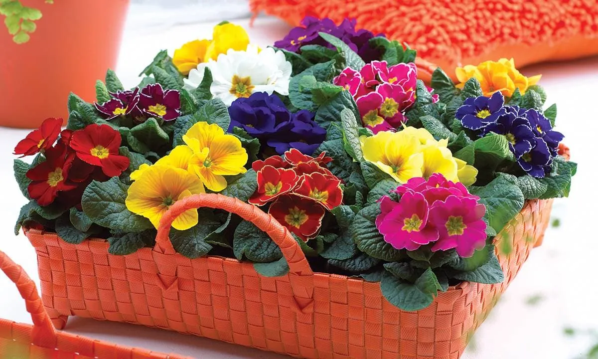 گلهای زیبای بهاری که میتوان در گلدان وباغچه کاشتBeautiful spring flowers that can be planted in pots and gardens مجموعه تولیدی سیدوس ,تولید کننده گلدان پلاستیکی سیدوس ,بیش از 120نوع, اعم از گلدان استوانه ای پلاستیکی سیدوس,گلدان الماسی پلاستیکی سیدوس,گلدان مربعی پلاستیکی,گلدان مثلثی پلاستیکی,گلدان گرد پلاستیکی ,باکس مستطیلی,در اندازه های کاکتوسی تا درختچه ای