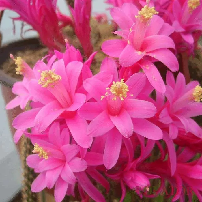 آپورو کاکتوس Aporocactus flagelliformis، کاکتوس rattail، گونه ای از گیاهان گلدار از خانواده کاکتوس Cactaceae است و بیشترین گونه کشت شده در سرده Aporocactus است. مجموعه تولیدی سیدوس تولید کننده گلدان پلاستیکی سیدوس