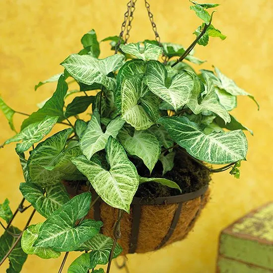 گیاه سینگونیوم (Syngonium) وفنگ شویی این گیاه مجموعه تولیدی سیدوس ,تولید کننده گلدان پلاستیکی سیدوس