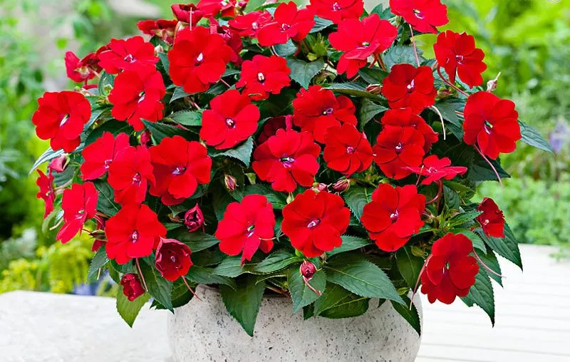 buzzy lizzy یا balsamگل حنا (Busy Lizzie) سولماز شیرازی نام علمی: (Impatiens walleriana) مجموعه تولیدی سیدوس تولید کننده انواع گلدان پلاستیکی سیدوس