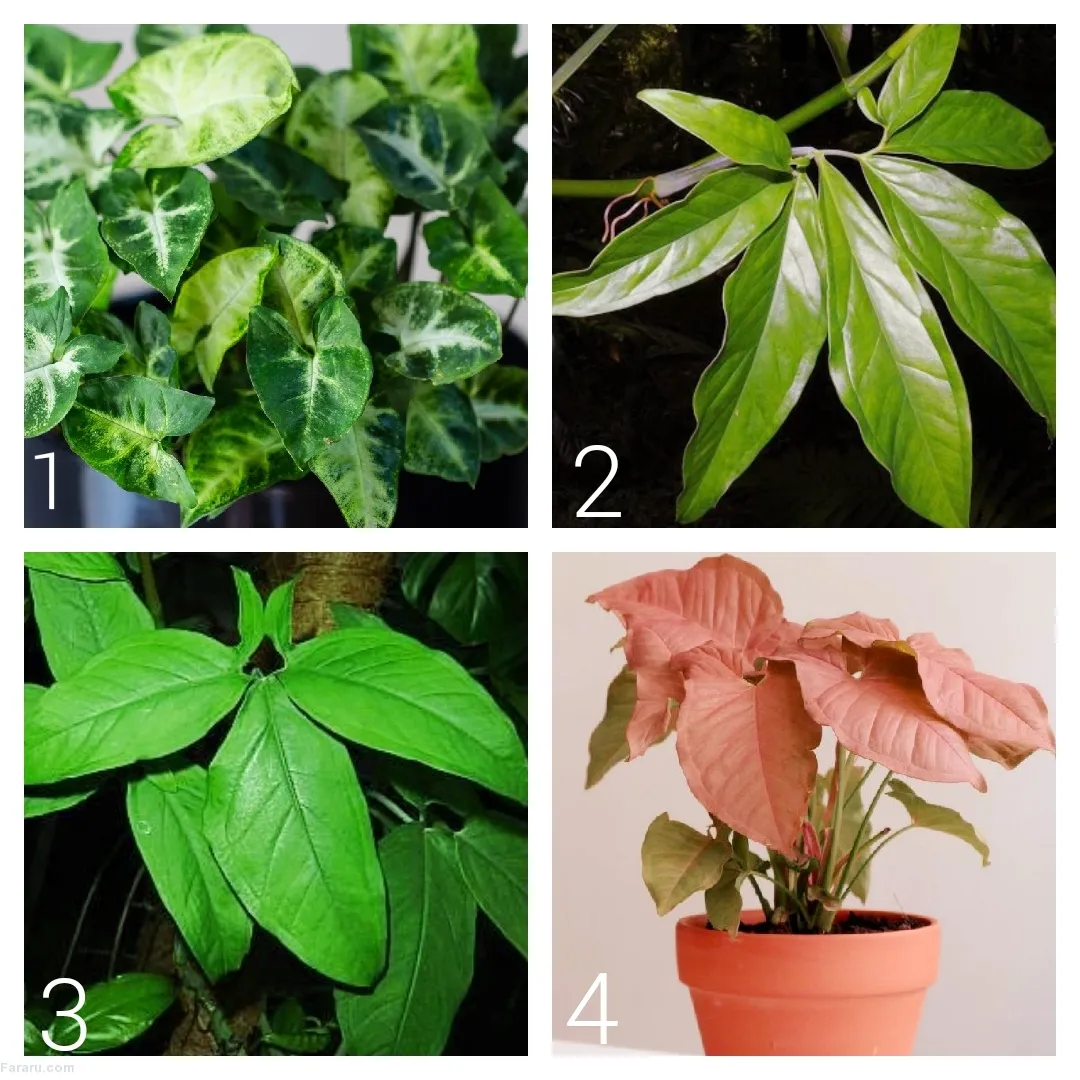 گیاه سینگونیوم (Syngonium) وفنگ شویی این گیاه مجموعه تولیدی سیدوس ,تولید کننده گلدان پلاستیکی سیدوس