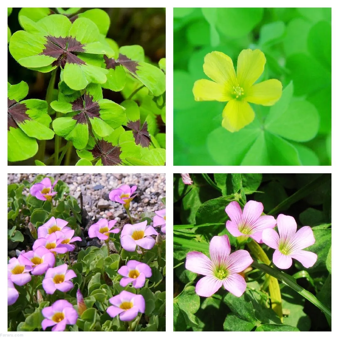 گل شبدر ترشک,گیاه Oxalis corniculata (با نام فارسی شبدر ترشک و نام محلی ترشه واش)مجموعه تولیدی سیدوس تولید کننده گلدان پلاستیکی سیدوس,اعم از استوانه ای,مربعی,سه گوش,گرد,و120مدل گلدان پلاستیکی شکیل