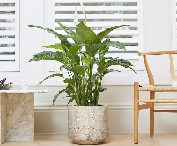 گل وگیاه ثروت سازWealth-making
 flowers and plants (6 types)
مجموعه تولیدی سیدوس,تولید کننده گلدان پلاستیکی سیدوس
