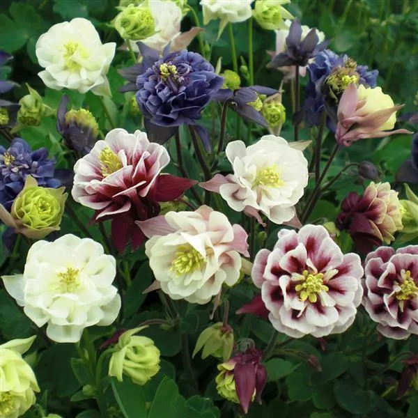 گل تاج الملوکAquilegia vulgaris Nora Barlow مجموعه تولیدی سیدوس ,تولید کننده گلدان پلاستیکی سیدوس وشیلنگ آب وشیلنگ گاز وشیلنگ کولری ومحصولات پلاسکویی مانند چاقو تیز کن پوست کن,َ