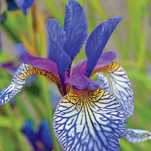 گل های بهاری وتابستانی مناسب باغچه (37گونه)Spring and summer flowers suitable for the garden (37 (species) مجموعه تولیدی سیدوس , تولید کننده گلدان های پلاستیکی سیدوس