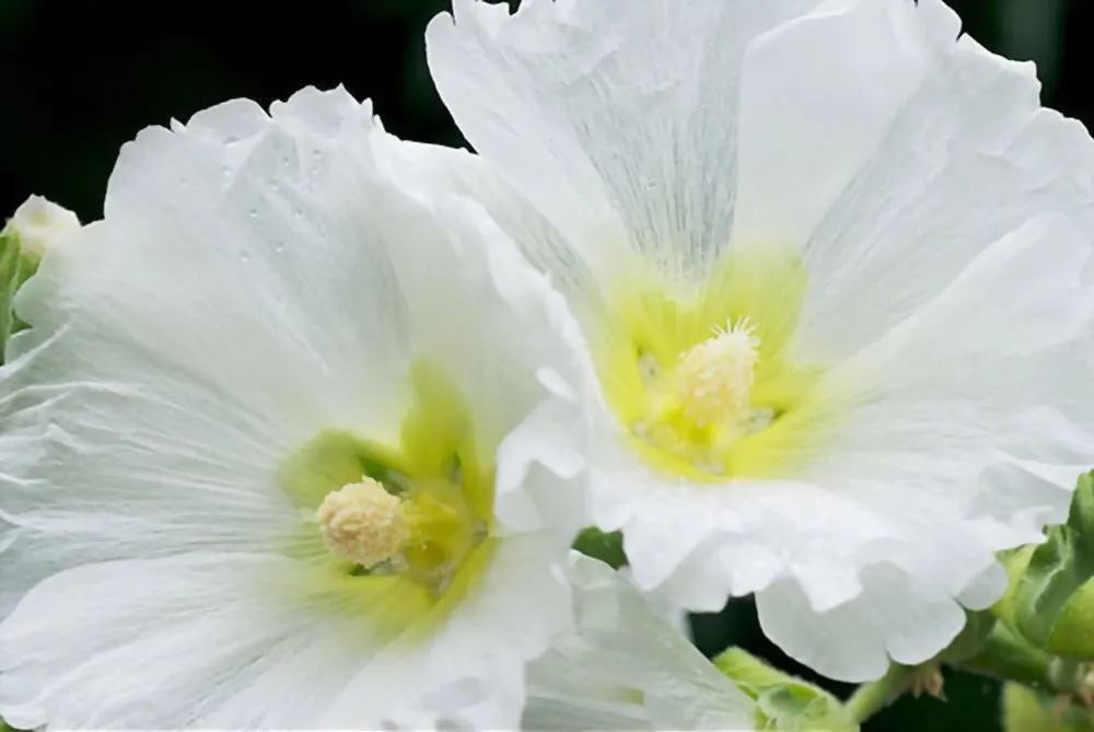 گل ختمی و20خاصیت آن Marshmallow flower and its 20 properties مجموعه تولیدی سیدوس , تولید کننده گلدان پلاستیکی سیدوس