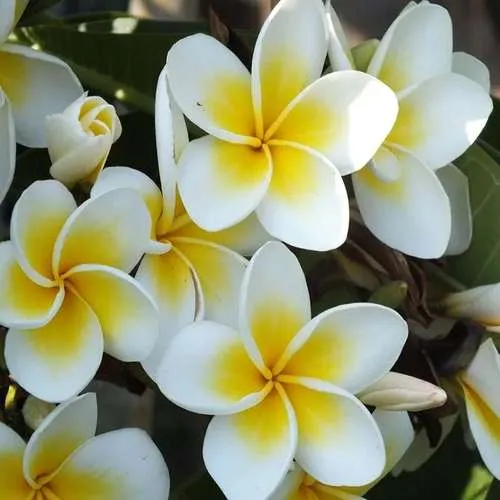 گل پلومریا (Frangipani)نام علمی: (Plumeria rubra)