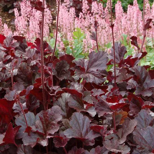 گل ریشه زاج/ گل سرخ بر/ گیاه هیوچرس (Coral Bells)نام علمی: (Huchera)