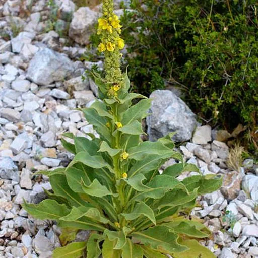 گل ماهور، خرگوشک یا بوصیر (نام علمی: Verbascum) مجموعه تولیدی سیدوس تولید کننده گلدان پلاستیکی سیدوس
