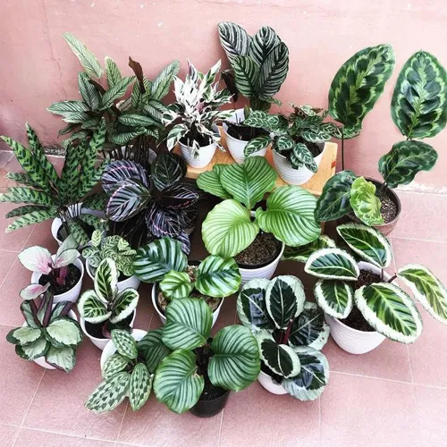 گل مارانتاخانواده Marantaceae
نام علمي Maranta Leuconeura erythroneura
مجموعه تولیدی سیدوس تولید کننده گلدان پلاستیکی سیدوس