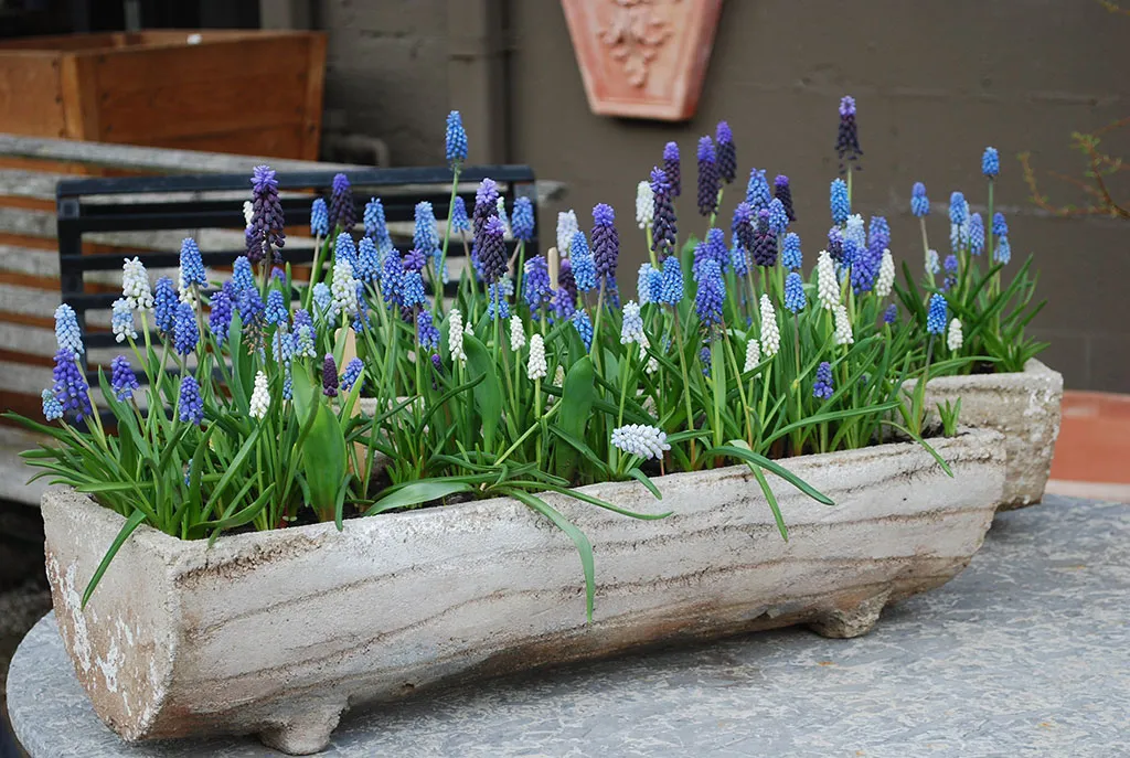 گلهای زیبای بهاری که میتوان در گلدان وباغچه کاشتBeautiful spring flowers that can be planted in pots and gardens مجموعه تولیدی سیدوس ,تولید کننده گلدان پلاستیکی سیدوس ,بیش از 120نوع, اعم از گلدان استوانه ای پلاستیکی سیدوس,گلدان الماسی پلاستیکی سیدوس,گلدان مربعی پلاستیکی,گلدان مثلثی پلاستیکی,گلدان گرد پلاستیکی ,باکس مستطیلی,در اندازه های کاکتوسی تا درختچه ای