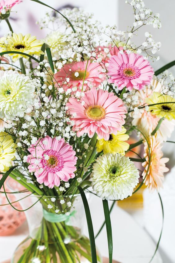 gerbera flower, "GERBERA JAMESONII"گل ژربرا,