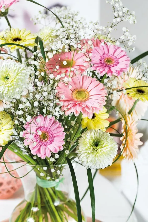 gerbera flower, "GERBERA JAMESONII"گل ژربرا,