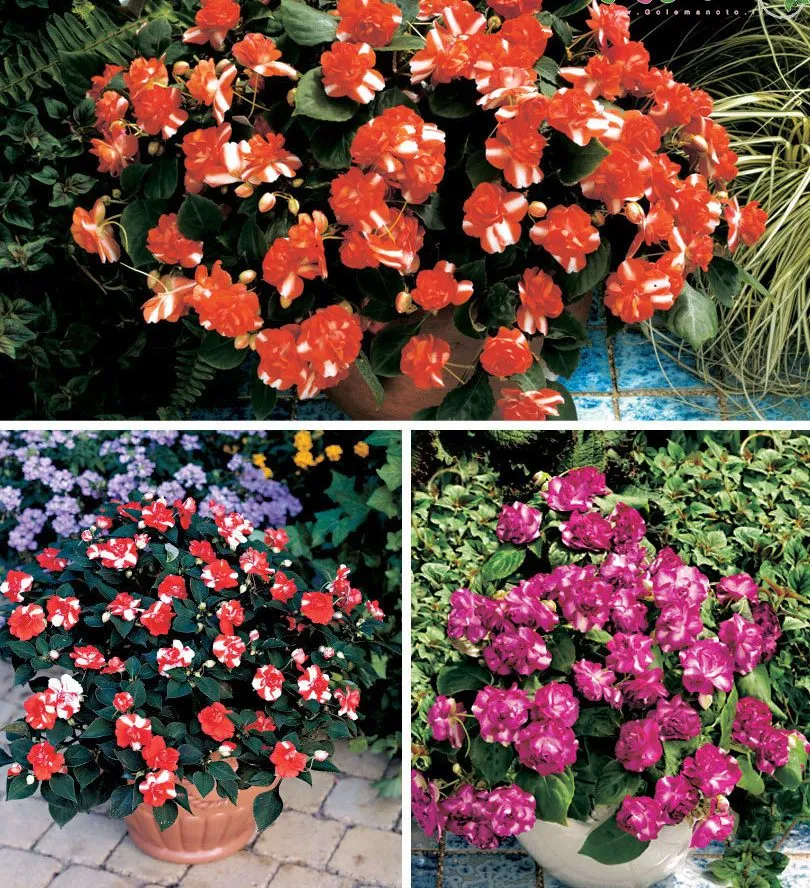 گل حنا از خانواده ( Balasminaceae) بانام علمی (Impatiens walleriana)مجموعه تولیدی سیدوس ,تولید کننده گلدان پلاستیکی سیدوس