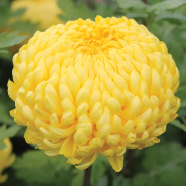 chrysanthemum
گل داوودی