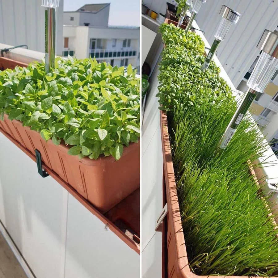 سبزیجاتی که می‌توانید در بالکن پرورش دهیدVegetables you can grow on your balcony مجموعه تولیدی سیدوس ,تولید کننده گلدان پلاستیکی سیدوس ,بیش از 120نوع, اعم از گلدان استوانه ای پلاستیکی سیدوس,گلدان الماسی پلاستیکی سیدوس,گلدان مربعی پلاستیکی,گلدان مثلثی پلاستیکی,گلدان گرد پلاستیکی ,باکس مستطیلی,در اندازه های کاکتوسی تا درختچه ای