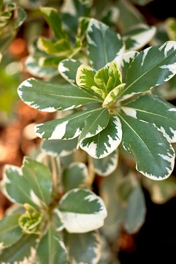 گیاه میخک ژاپنی با نام علمی Pittosporum tobira و نام انگلیسی Japanese Pittosporum از گیاهان گلدار از راسته کرفس­‌سانان و از خانواده میخک درختیان Pittosporaceae است.مجموعه تولیدی سیدوس ,تولید کننده گلدان پلاستیکی سیدوس ,بیش از 120نوع, اعم از گلدان استوانه ای پلاستیکی سیدوس,گلدان الماسی پلاستیکی سیدوس,گلدان مربعی پلاستیکی,گلدان مثلثی پلاستیکی,گلدان گرد پلاستیکی ,باکس مستطیلی,در اندازه های کاکتوسی تا درختچه ای
