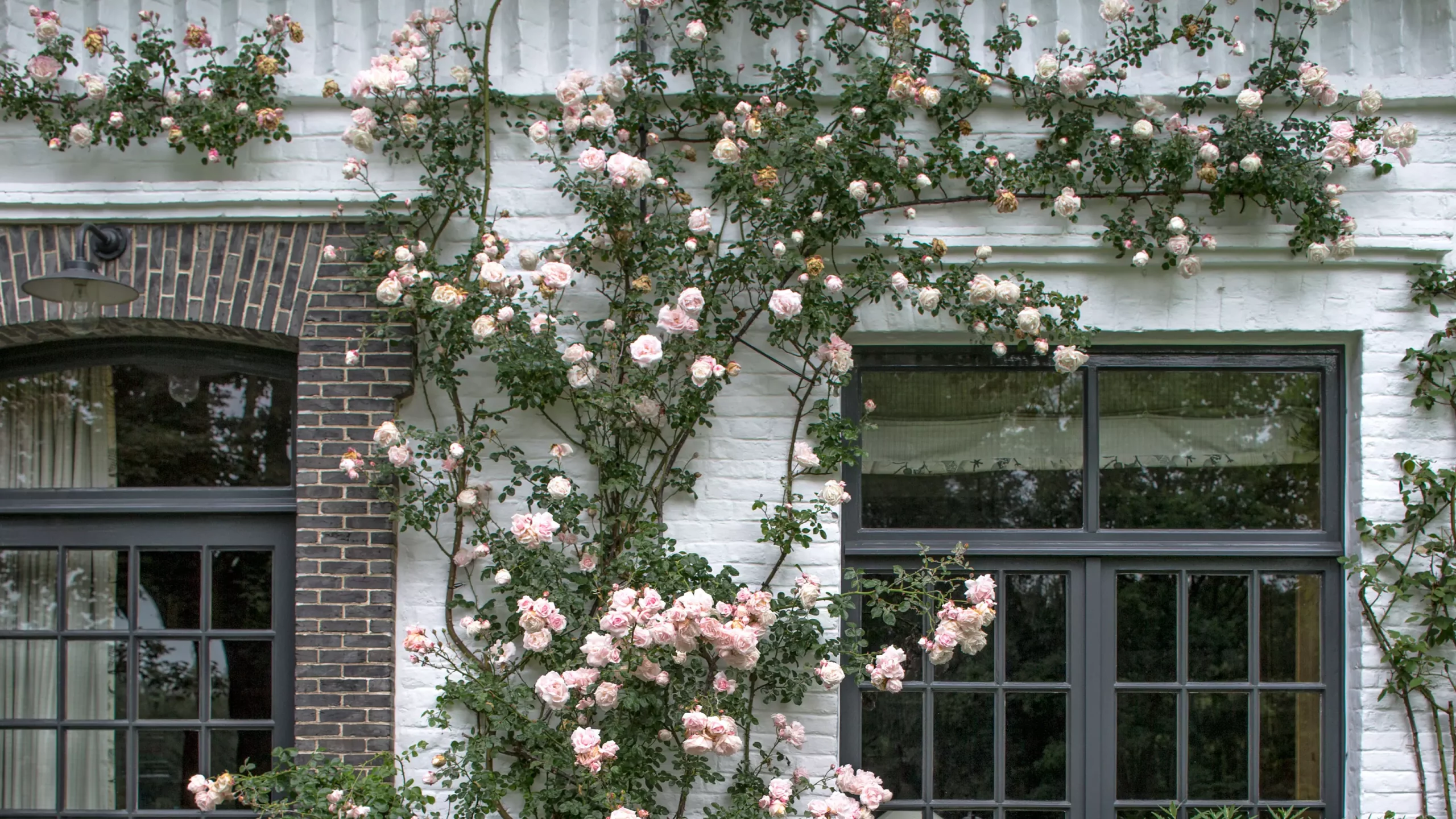 گل های رز رونده, Climbing roses (11 types) مجموعه تولیدی سیدوس ,تولید کننده گلدان پلاستیکی سیدوس