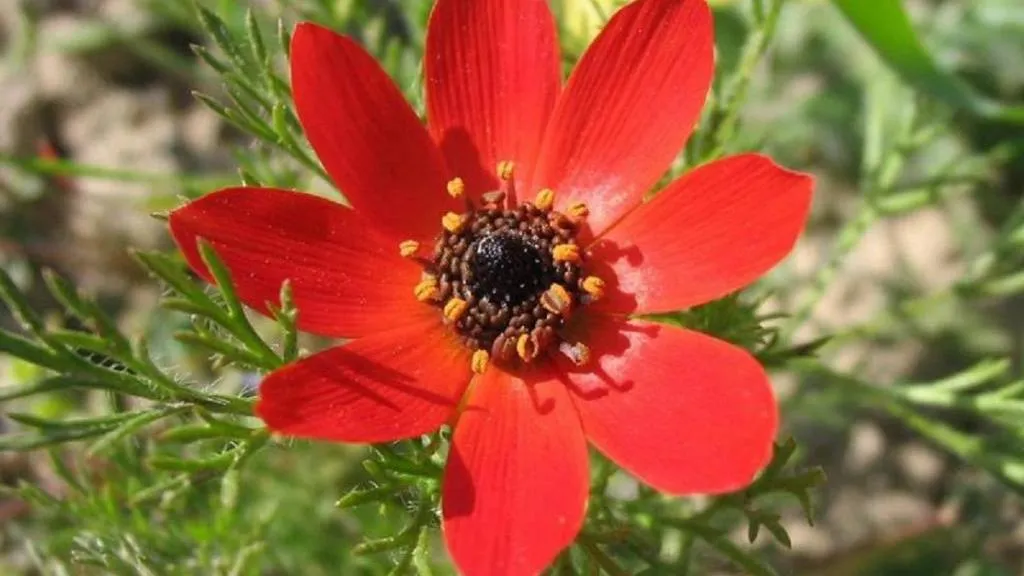 Adonis amurensis گل آدونیس وگلدان پلاستیکی سیدوس