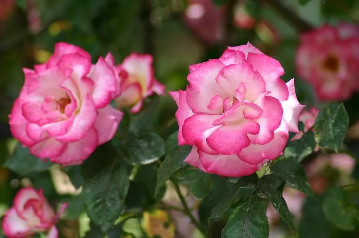 گل های رز رونده, Climbing roses (11 types) مجموعه تولیدی سیدوس ,تولید کننده گلدان پلاستیکی سیدوس