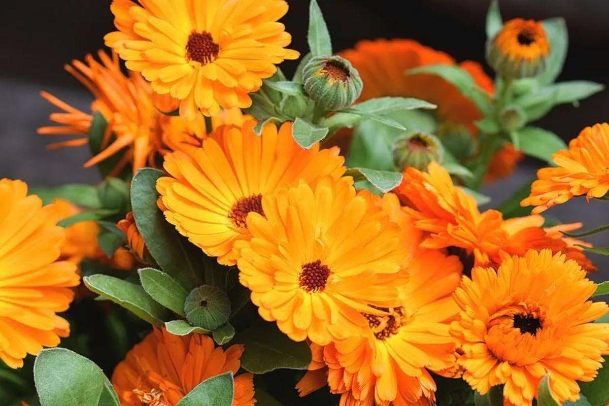 Calendula officinalisگل همیشه بهارمجموعه تولیدی سیدوس تولید کننده گلدان های پلاستیکی رنگی