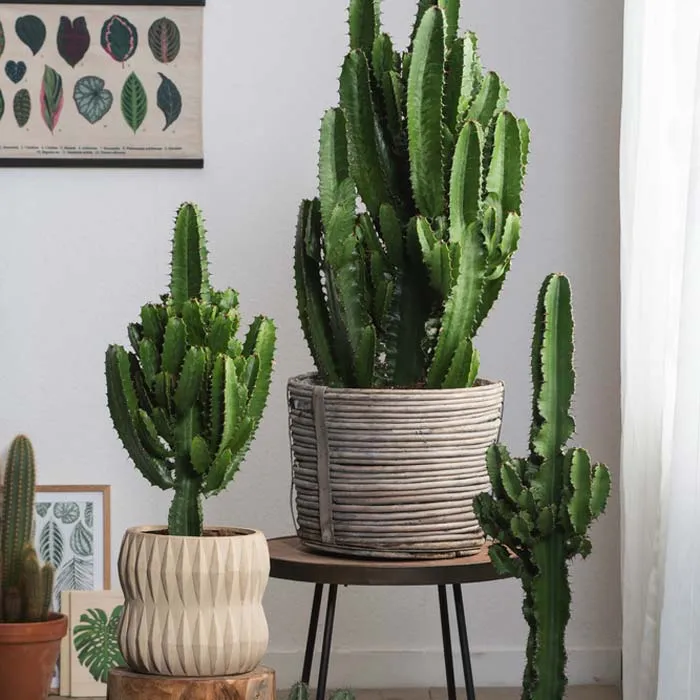 آبیاری کاکتوس و الزامات مربوطهCactus watering and related requirements
مجموعه تولیدی سیدوس ,تولید کننده گلدان پلاستیکی سیدوس ,بیش از 120نوع, اعم از گلدان استوانه ای پلاستیکی سیدوس,گلدان الماسی پلاستیکی سیدوس,گلدان مربعی پلاستیکی,گلدان مثلثی پلاستیکی,گلدان گرد پلاستیکی ,باکس مستطیلی,در اندازه های کاکتوسی تا درختچه ای