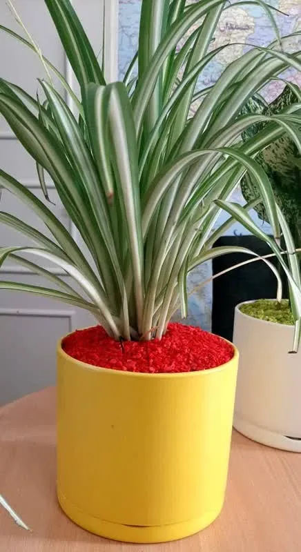 درختچه های آپارتمانی در گلدان پلاستیکی سیدوسApartment shrubs in plastic pots Sidoos
مجموعه تولیدی سیدوس ,تولید کننده گلدان پلاستیکی سیدوس ,بیش از 120نوع, اعم از گلدان استوانه ای پلاستیکی سیدوس,گلدان الماسی پلاستیکی سیدوس,گلدان مربعی پلاستیکی,گلدان مثلثی پلاستیکی,گلدان گرد پلاستیکی ,باکس مستطیلی,در اندازه های کاکتوسی تا درختچه ای