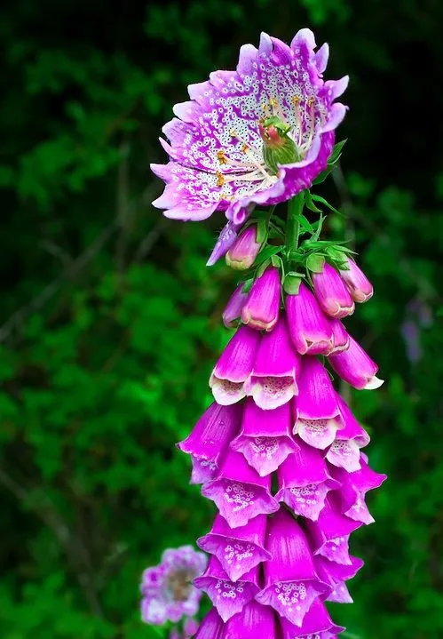 گل انگشتانهpurple-foxgloveladys-glove,DIGITALIS PURPUREA
مجموعه تولیدی سیدوس,تولید کننده گلدان پلاستیکی سیدوس
