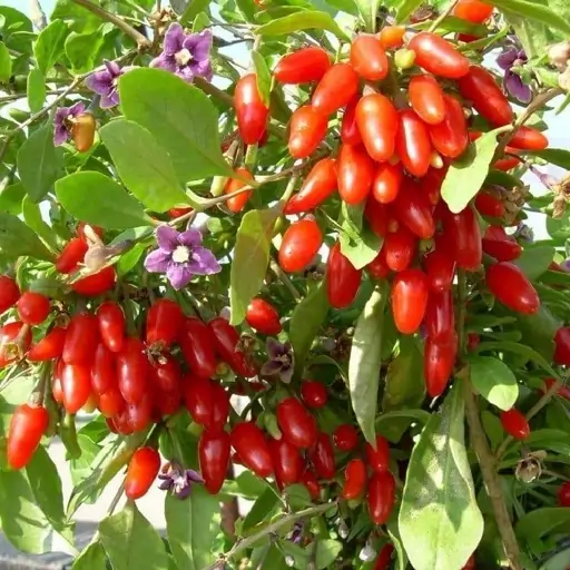 مواد غذایی سرشار از آنتی اکسیدانFoods rich in antioxidants
مجموعه تولیدی سیدوس ,تولید کننده گلدان پلاستیکی سیدوس ,بیش از 120نوع, اعم از گلدان استوانه ای پلاستیکی سیدوس,گلدان الماسی پلاستیکی سیدوس,گلدان مربعی پلاستیکی,گلدان مثلثی پلاستیکی,گلدان گرد پلاستیکی ,باکس مستطیلی,در اندازه های کاکتوسی تا درختچه ای
