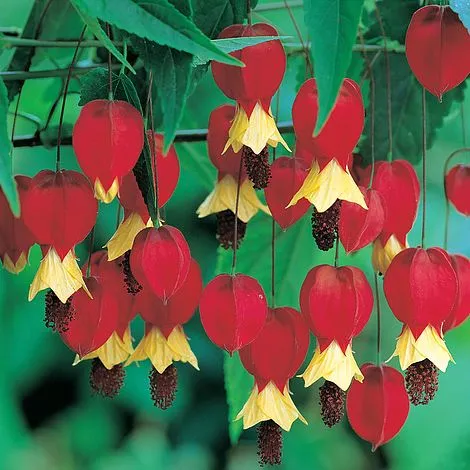 گل آبوتیلون,Abutilon 
megapotamicum
مجموعه تولیدی سیدوس ,تولید کننده گلدان پلاستیکی سیدوس