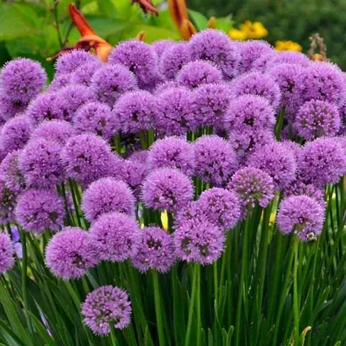 والک بلند (Ornamental Onion)نام علمی: (Allium giganteum)