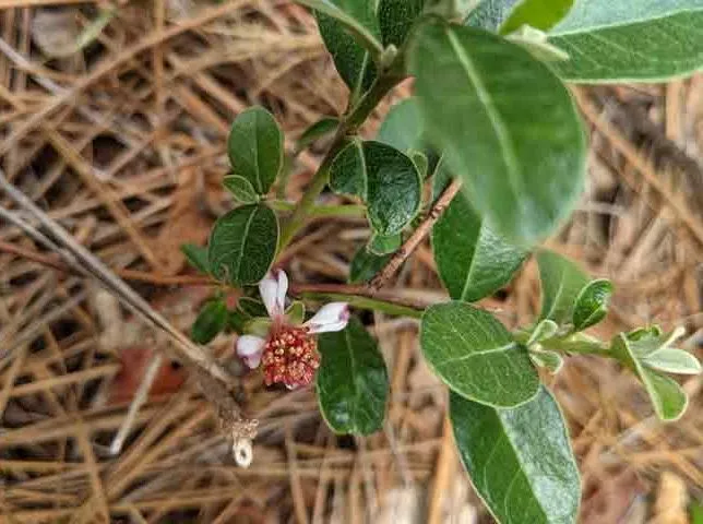 درخت آکا,درخت فیجوآacca-
sellowianamyrtaceae
Acca Sellowiana
مجموعه تولیدی سیدوس تولید کننده گلدان پلاستیکی سیدوس