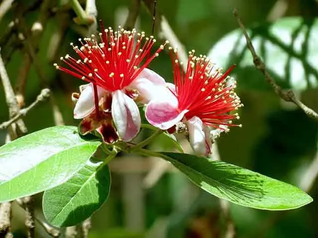 درخت آکا,درخت فیجوآacca-
sellowianamyrtaceae
Acca Sellowiana
مجموعه تولیدی سیدوس تولید کننده گلدان پلاستیکی سیدوس