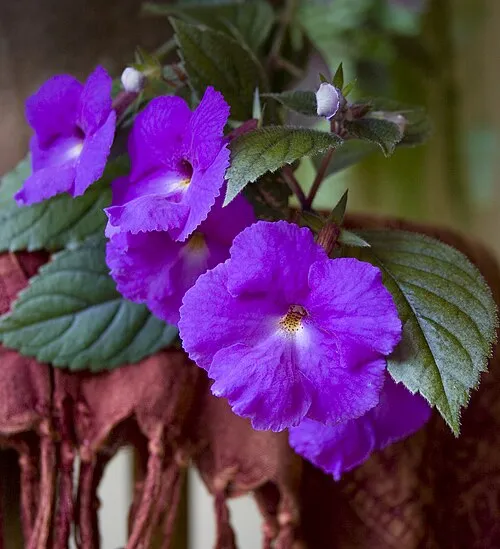 گل آب گرم یا Achimenes Little Beautyگلدان پلاستیکی Plastic pot, plastic vase مجموعه تولیدی سیدوس ,تولید کننده گلدان پلاستیکی سیدوس ,بیش از 120نوع, اعم از گلدان استوانه ای پلاستیکی سیدوس,گلدان الماسی پلاستیکی سیدوس,گلدان مربعی پلاستیکی,گلدان مثلثی پلاستیکی,گلدان گرد پلاستیکی ,باکس مستطیلی,در اندازه های کاکتوسی تا درختچه ای