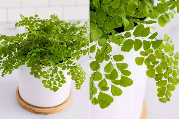 گیاه مناسب دستشویی تاریک و حمامA plant suitable for dark toilets and bathrooms مجموعه تولیدی سیدوس ,تولید کننده گلدان پلاستیکی سیدوس ,بیش از 120نوع, اعم از گلدان استوانه ای پلاستیکی سیدوس,گلدان الماسی پلاستیکی سیدوس,گلدان مربعی پلاستیکی,گلدان مثلثی پلاستیکی,گلدان گرد پلاستیکی ,باکس مستطیلی,در اندازه های کاکتوسی تا درختچه ای