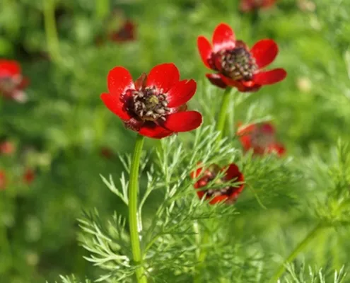 Adonis amurensis گل آدونیس وگلدان پلاستیکی سیدوس