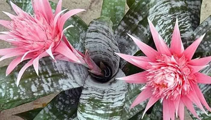 گیاه ایکمیا فاسکیاتا / گل گلدان نقره‌ای (Urn Plant)نام علمی: (Aechmea fasciata)
