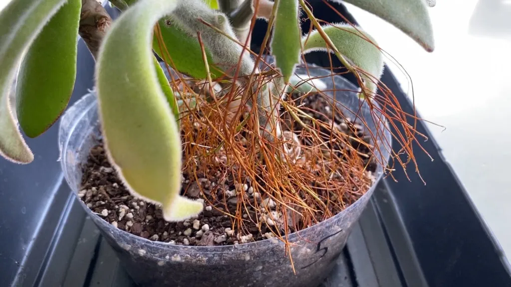 ریشه های هوایی ساکولنت هاAerial roots of succulents مجموعه تولیدی سیدوس ,تولید کننده گلدان پلاستیکی سیدوس ,بیش از 120نوع, اعم از گلدان استوانه ای پلاستیکی سیدوس,گلدان الماسی پلاستیکی سیدوس,گلدان مربعی پلاستیکی,گلدان مثلثی پلاستیکی,گلدان گرد پلاستیکی ,باکس مستطیلی,در اندازه های کاکتوسی تا درختچه ای