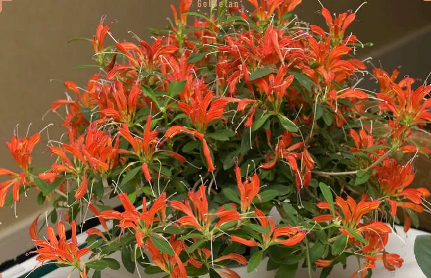 گل آشیانتوس نام علمی : Aeschynanthus Japhrolepis نام علمی آن برگرفته از کلمه یونانی ( aischyne ) به معنی شرم و خجالت است مجموعه تولیدی گلدان پلاستیکی سیدوس این گل زیبا را میپسندد.
