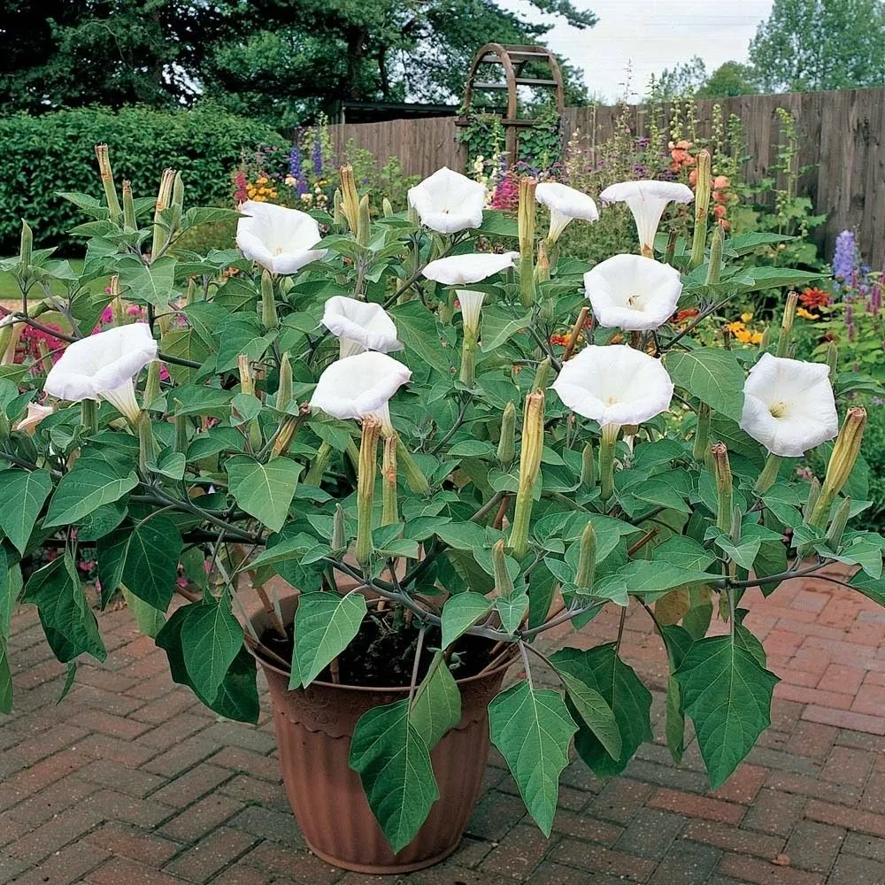 گل ماه گل عطری/ گل شامگاه‌زی/ گل نیلوفر سفید (Moonflower)نام علمی: (Ipomoea alba)