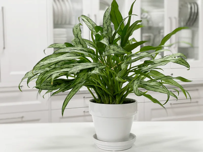  آگلونما کاتلاس (Aglaonema Cutlass)