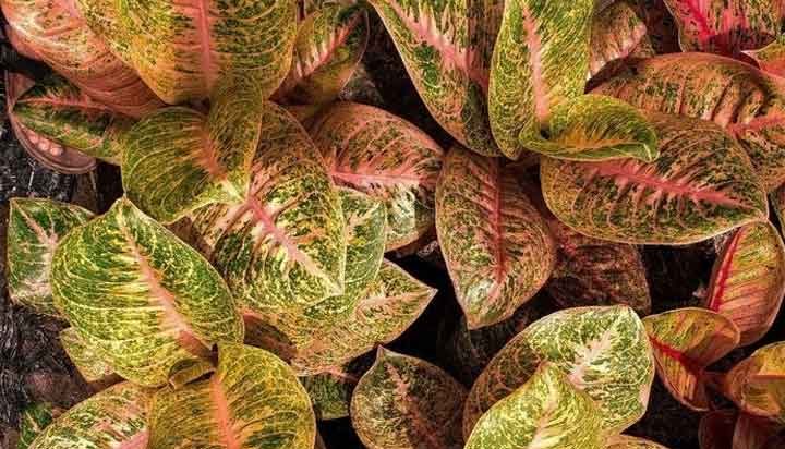 آگلونما هارلکین (Aglaonema Harlequin)
